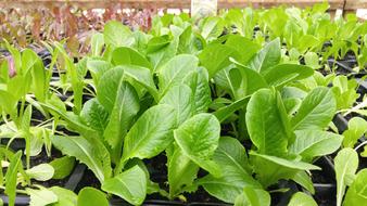 salad leaves fresh