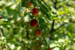 fresh red fruit
