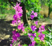 Summer Flowers