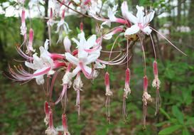 Floral Plants Natural