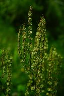 sorrel green herb