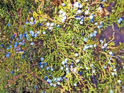 deciduous blue berries