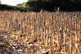 Harvested Corn Food Field