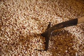 nuts harvest