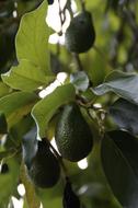 Avocado on a green branch