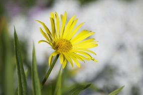 yellow blooming bud in the garden