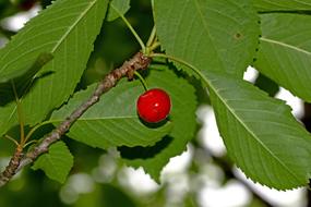 Cherry Berry Tree