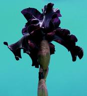 beautiful iris flower bud