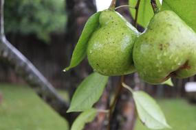 Fruit Nature Food