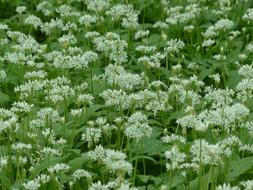 Bear'S Garlic Flowers White