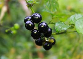 wild berries in the woods