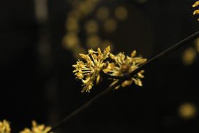 Nature Cornus Floral