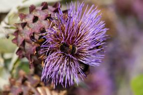 Violet cinara scolimus