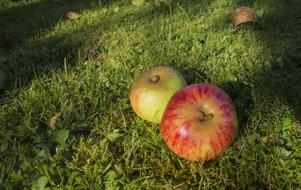fresh apples on the grass