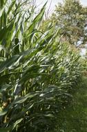 green beautiful corn leaves