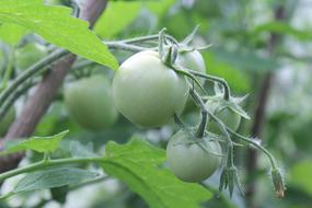 Green Tomatoes Dacha Vegetables