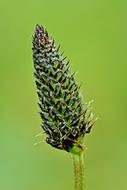 green plant in garden