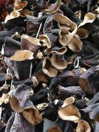 Black mushrooms Peziza