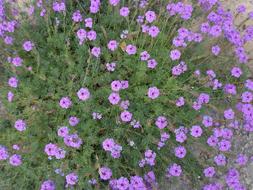Purple Flowers Floral Plants