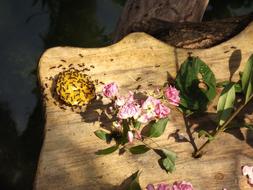 leaf Cutter Ants