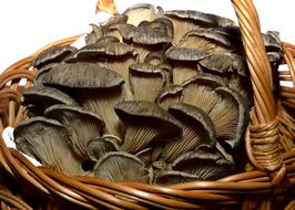 tasty mushrooms in basket