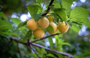 yellow plums are sweet