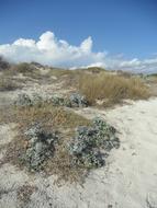 Dune Landscape Empty