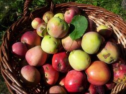 Colorful apples in basket