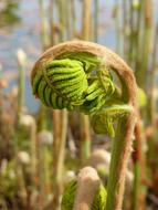 green Fern Spring Growth