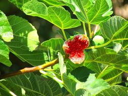 fig tree in the garden