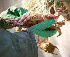 Cancer Lobster Animal