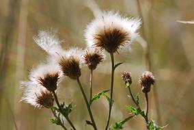 Thistle, Prickly plant with fluffy seed heads