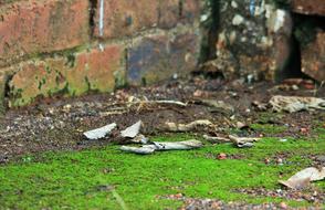 Ground Moss Green