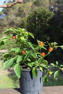 Plant Capsicum Mini