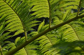 tropical tree leaves