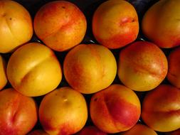 juicy colorful peaches