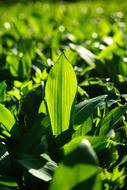 Bear'S Garlic Leaves Allium