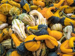 Pumpkin Autumn Gourd