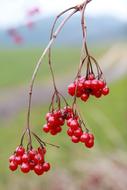 Twig with ripe currant berries
