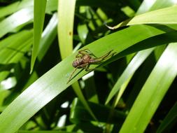 Spider Insects Insect