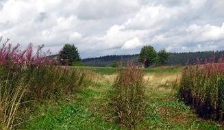 field of flowers and grass