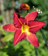 flower blooms in garden of red