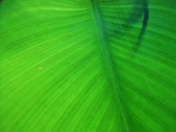 Leaves Heart Shaped Morning Glory