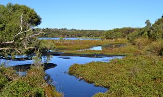 Swampy lake with green vegetation