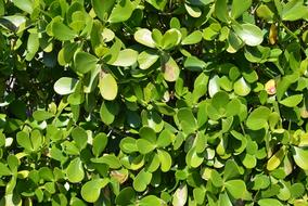 Greenery Leaves Plant