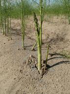Asparagus Food Fields