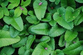 Exotic Plant Natural