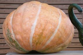 Pumpkin Large Round