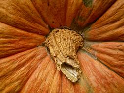 Orange ripe pumpkin closeup