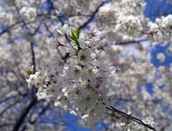 white Cherry Blossoms Flowers